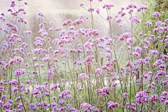 草地,蓝色,公园,水平画幅,无人,早晨,夏天,草,俄罗斯,自然公园