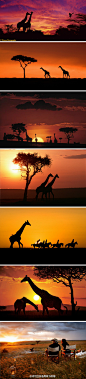 #肯尼亚摄影#【一种叫长颈鹿的夕阳】去肯尼亚草原，坐看长颈鹿夕阳美景