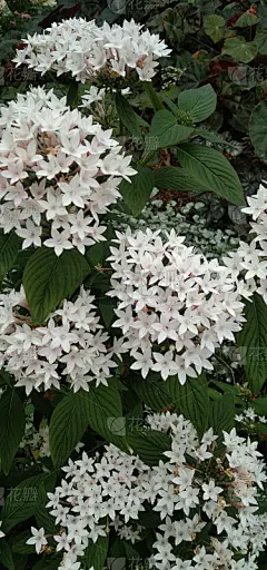 美丽新鲜的白花丹盛开为背景。