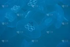 水中的水母