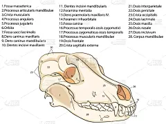 狗,动物骨,开瓶器,书,矢量,时间,腭,枕叶,舌下