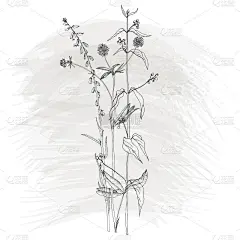 背景与绘制草本和花卉