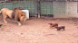 Lion and Wiener Dog Have Grown Up Together and Their Friendship Will Warm Your Heart