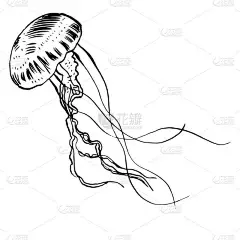 矢量图的水母。手绘.