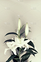 百合花,花束,自然,蓝色背景,垂直画幅,美,贺卡,留白,夏天,俄罗斯