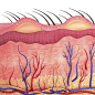 Human skin, artwork
