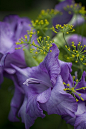 紫色的剑兰…
Purple Gladiola...