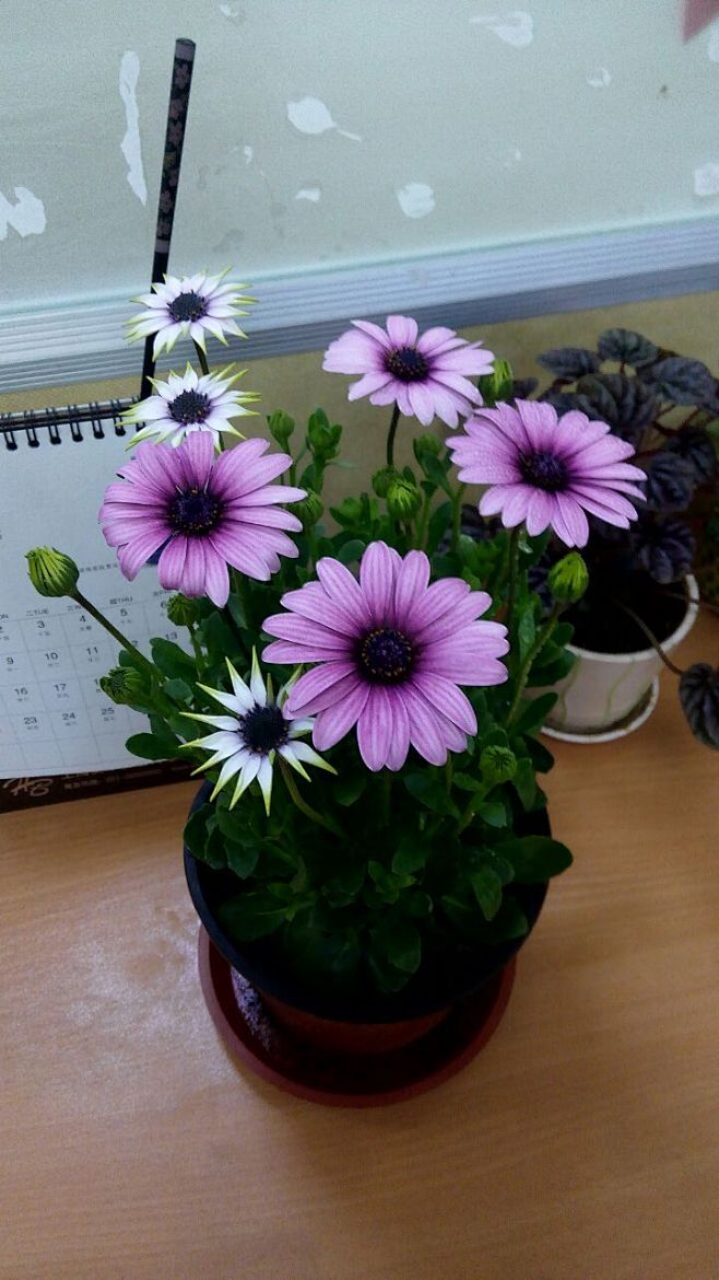 蓝目菊 实物更漂亮 