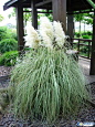 11.花叶蒲苇H100-120,P15 Cortaderia selloana ‘Silver comet’.JPG