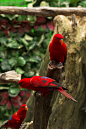鹦形目·鹦鹉科·红蓝吸蜜鹦鹉属：红吸蜜鹦鹉