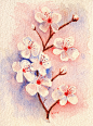Cherry Blossoms Original Floral Watercolor 20 by brettwinnart
