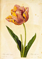 现代简约植物花卉画芯美式小清新装饰画定制无框画油画布打印画芯-淘宝网