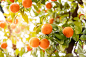 Photo delicious orange citrus in the tree