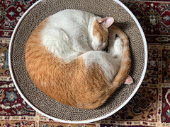 onetagain采集到猫