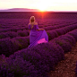 我希望和你一起去那个遥远的地方，融入那紫色的薰衣草花海中。