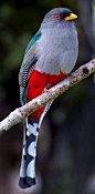 伊岛咬鹃 Priotelus roseigaster 咬鹃目 咬鹃科 古巴咬鹃属
Hispaniolan trogon (Priotelus roseigaster)