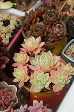 立春，多肉植物新的开始 – 多肉联萌