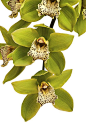 Orchid 'Green Dragon' Cymbidium Happy Days: 