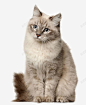可爱的小猫咪宠物猫 创意素材
