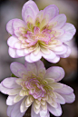 Hepatica japonica 'Yuzuru'