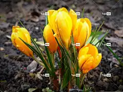 番红花 花壁纸 花 花卉背景 植物 黄色 美丽的花朵 开花 自然