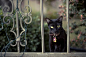 Rachel Bellinsky 街角的黑猫