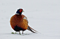 Pheasant in snow (by Ivan Ellison)