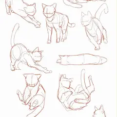 激萌猫咪的绘画教程~喵喵喵 How to draw a cute kitty！, chen zhan : 教你如何画激萌猫咪
从猫的身体结构到动态