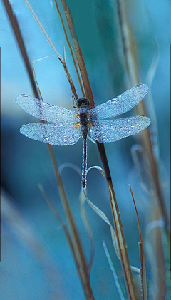 Yang~_~采集到节日