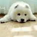 忘尘lean