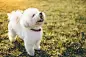 Cute little bichon frise dog