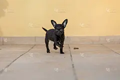 奇波，吉娃娃土豪