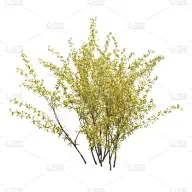 灌木,三维图形,绘画插图,白色背景,分离着色,白色,自然,背景分离,环境,图像