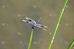 蜻蜓-四个斑点的三角旗
