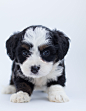 免费 黑色和白色马耳他小狗 素材图片