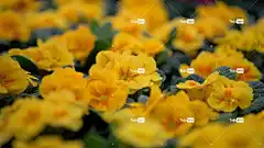报春花 黄色 春天 复活节 花 花壁纸 盛开 花卉背景 开花