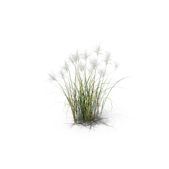 OhNoNa采集到植物