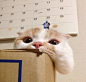 一只生活在日本的苏格兰折耳猫Pokke，将呆萌进行到底。。