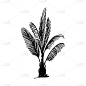 品牌名称,草图,动物手,棕榈树,椰子岛,复叶,植物群,公园,绘制,剪影