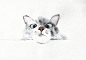 猫猫 (1)