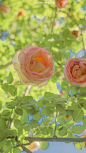 #摄影（花）