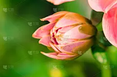 多色的,仅一朵花,父亲节,贺卡,水平画幅,绿色,橙色,无人,符号,请柬