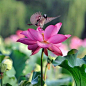 Lotus Flower