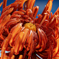 Behance 上的 Procedural Study - Flowers