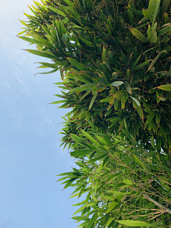 墨暖211采集到合成素材--植物/自然/背景