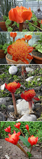 血莲
学名：Haemanthus coccineus ，石蒜科网球花属。有“来自西方的彼岸花”美称。原产于南非~