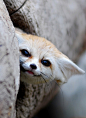 Fennec fox | Sly as a Fox