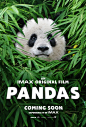 Mega Sized Movie Poster Image for Pandas (#1 of 2)