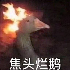 赌雾采集到沙雕表情包