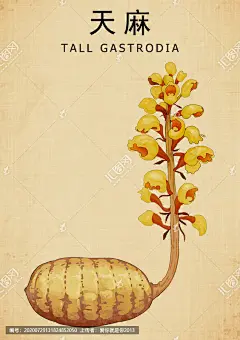 天麻 水洋芋 明天麻 药材医草 手绘值物花草 手绘中草药 中草药包装插画 草本植物 草药包装插画 中药大全 中药插画 复古医书草药插图 中草药 中医文化 草药